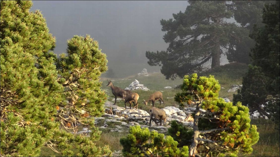 Presque apprivoisés les chamois...