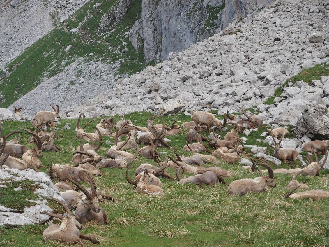 Rencontre incroyable dans sur le col de Pavis.