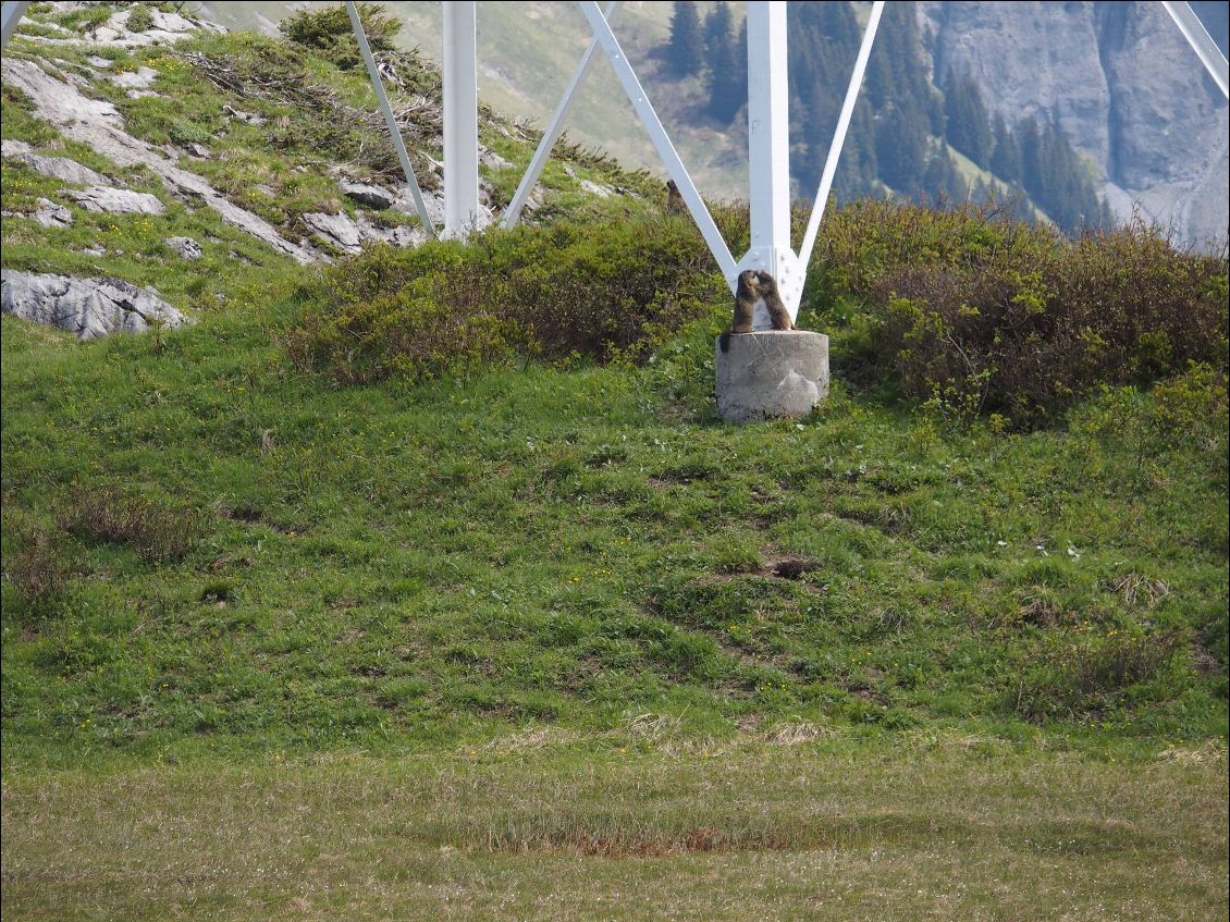 Les marmottes profitent du calme pour se distraire et jouer un peu.