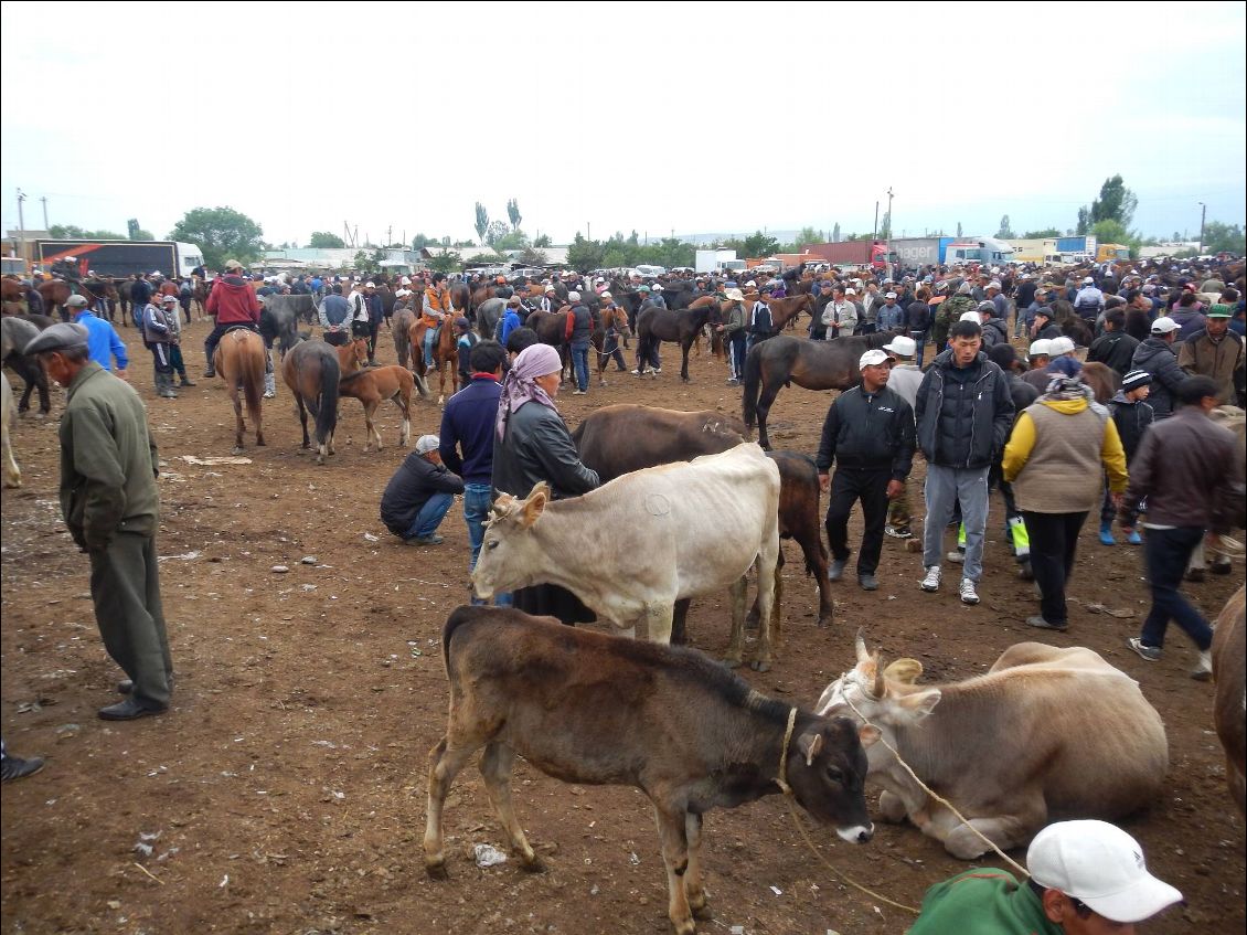 Le marché au bestiaux de Karakol le plus grand d'Asie