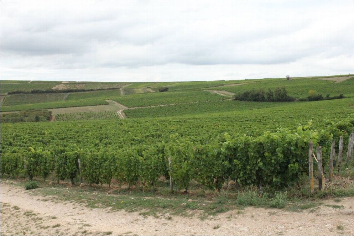 Vignobles de Pouilly-sur-Loire