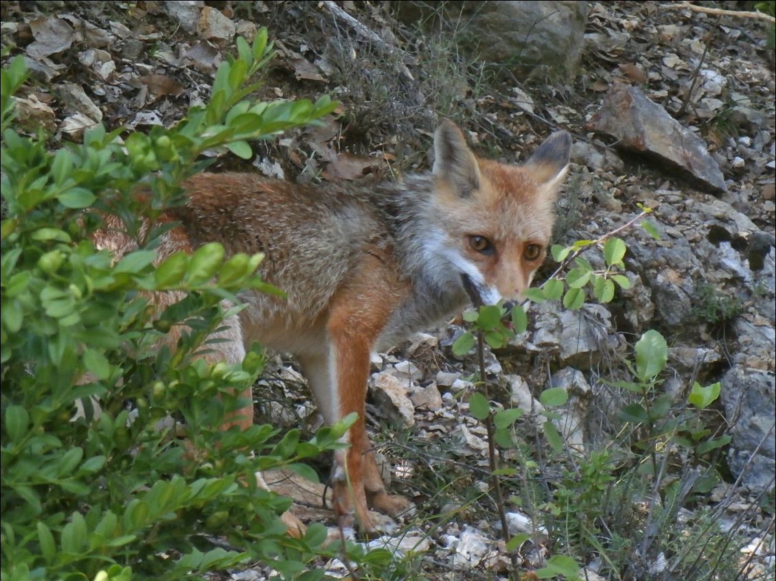 Un sympathique petit renard. Sympathique? à voir... (plus bas)