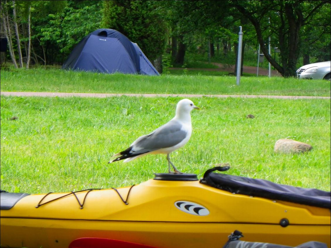 un goéland pense voler mon kayak