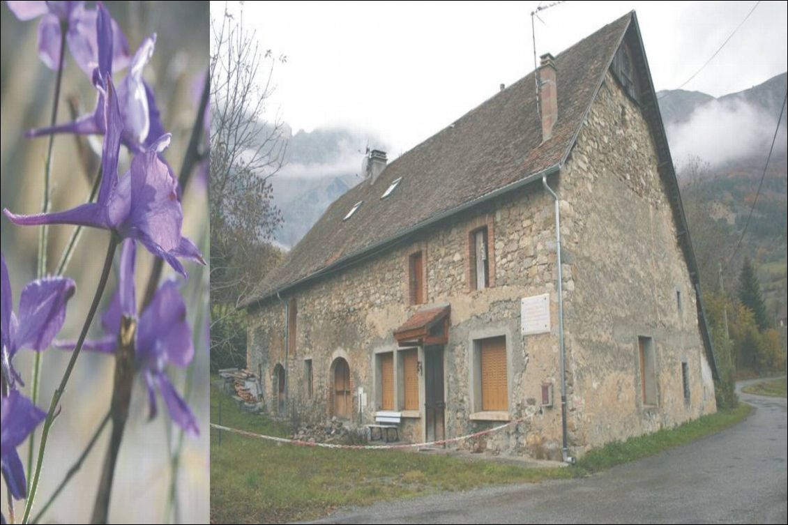 Les fleurs de la Dauphinelle (Delphinium regalis probablement) sont encore épanouies en octobre.