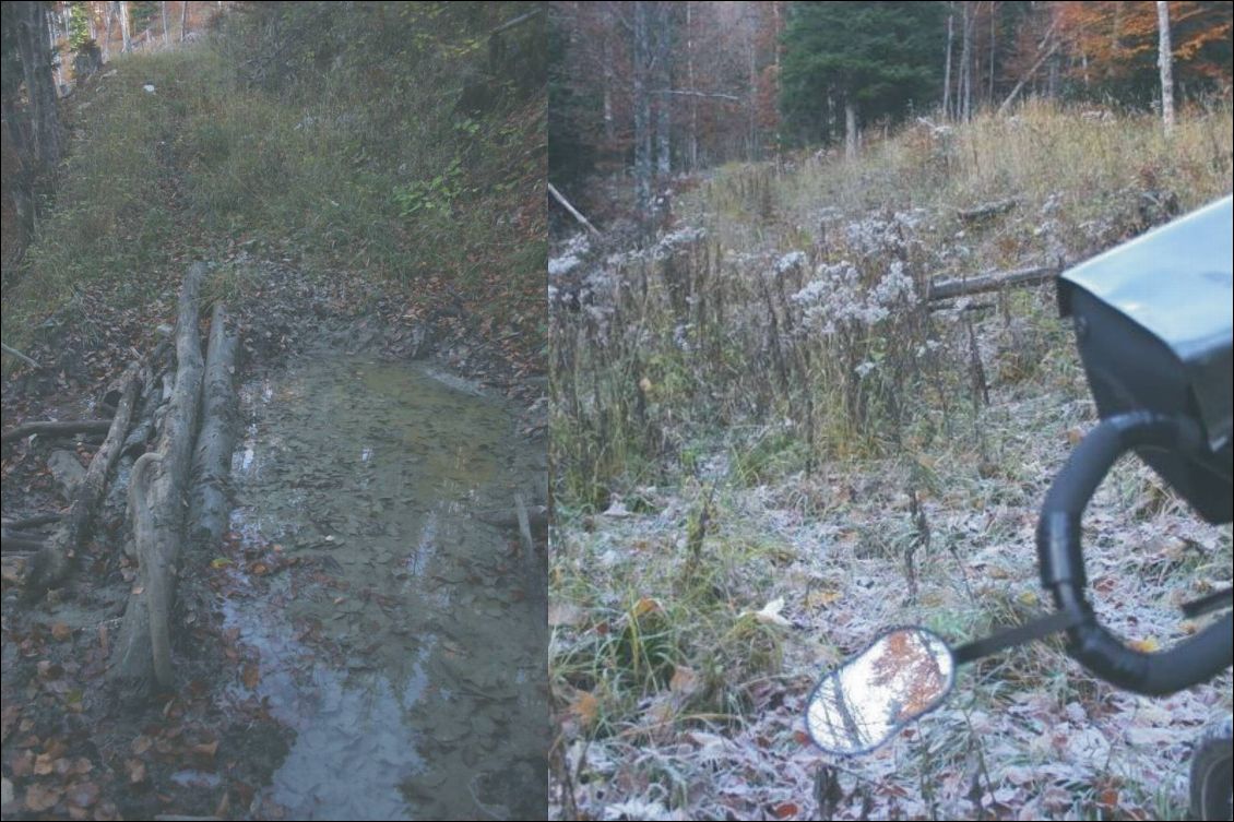 Le chemin forestier pour rejoindre le col de Souchière est envahi de grandes herbes givrées.