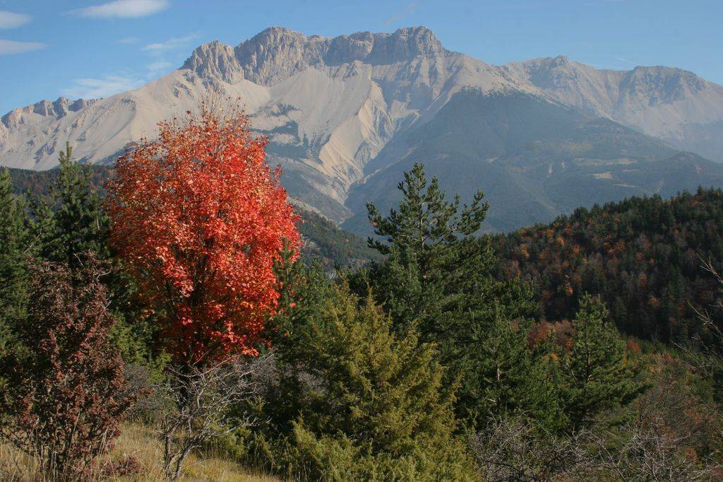 L’érable à feuille d’obier flamboie devant la montagne d’Aurouze.