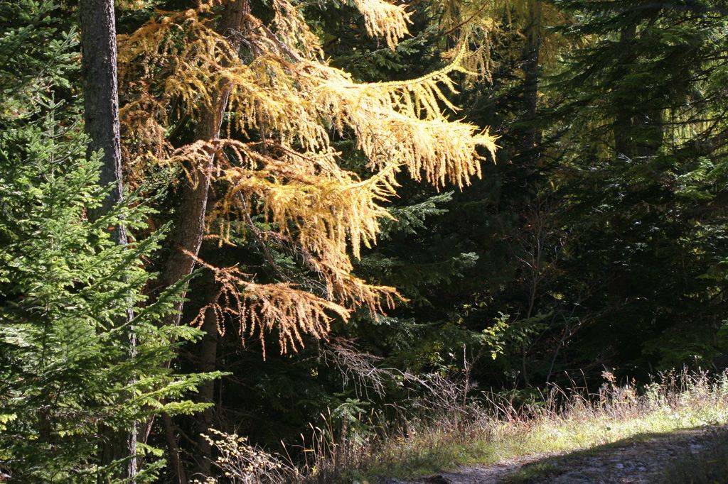 Salut mélèze qui prépare sagement l’hiver en perdant ses aiguilles !