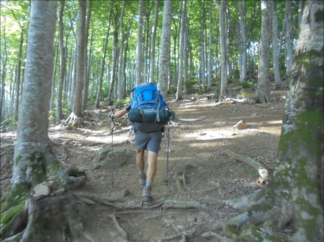 Passage dans une magnifique hêtraie