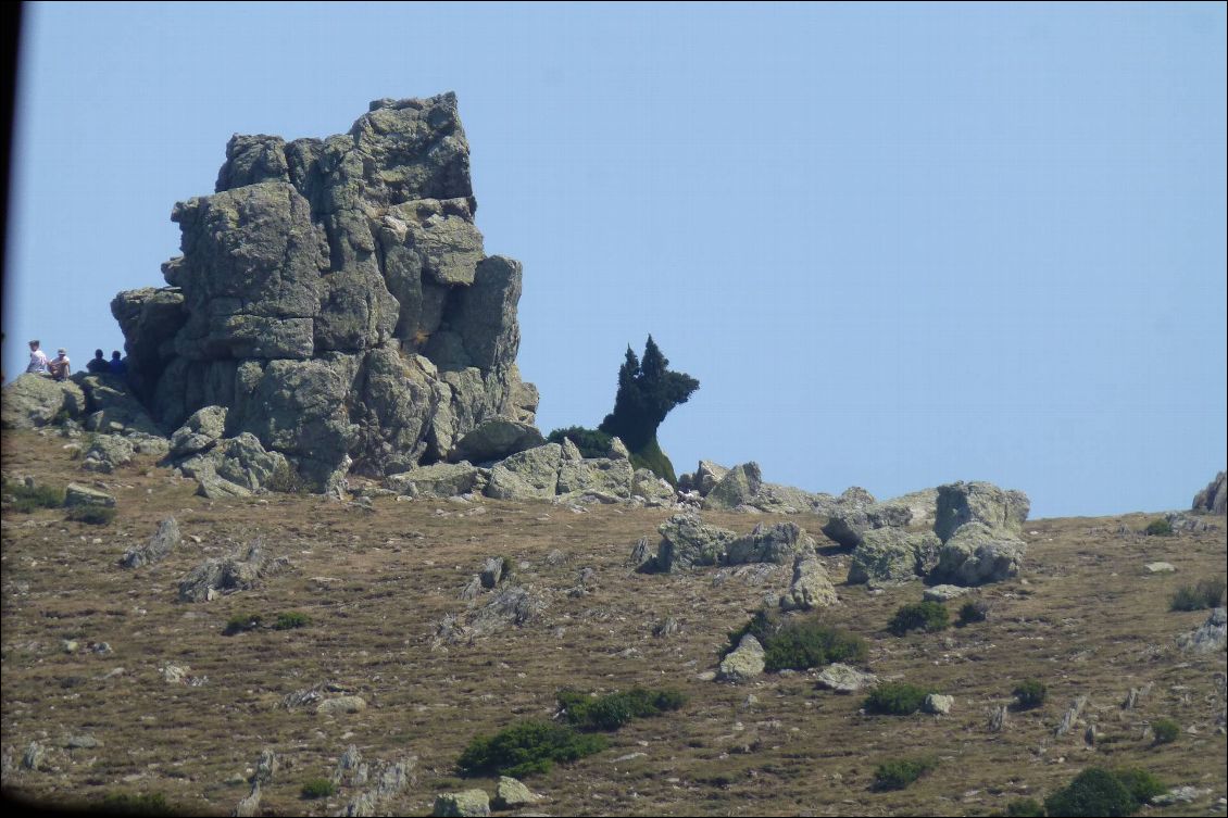 Quel est cet animal au Puig de Sailfort ?