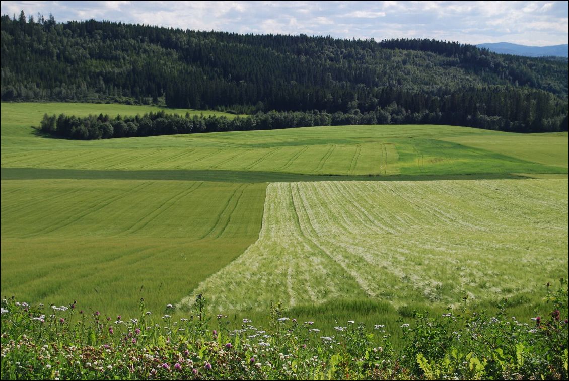 Les dégradés de verts...