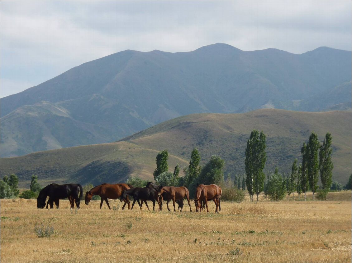 Derniers chevaux....