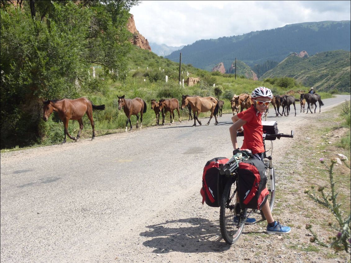 Nos premiers chevaux !!!