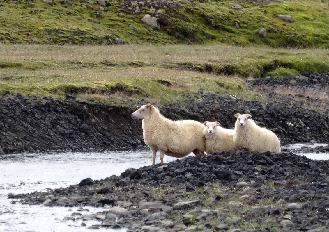 Le célèbre mouton islandais