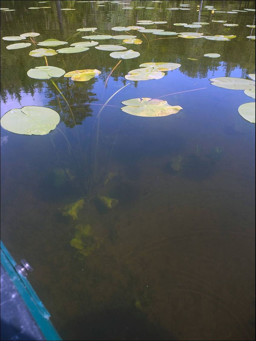 Voir les stolons jusqu'au fond, c'est vraiment une preuve de la qualité de l'eau. Nous avions un filtre à eau, cependant on faisait le plein d'eau au milieu des lacs, sans la filtrer et sans craintes.