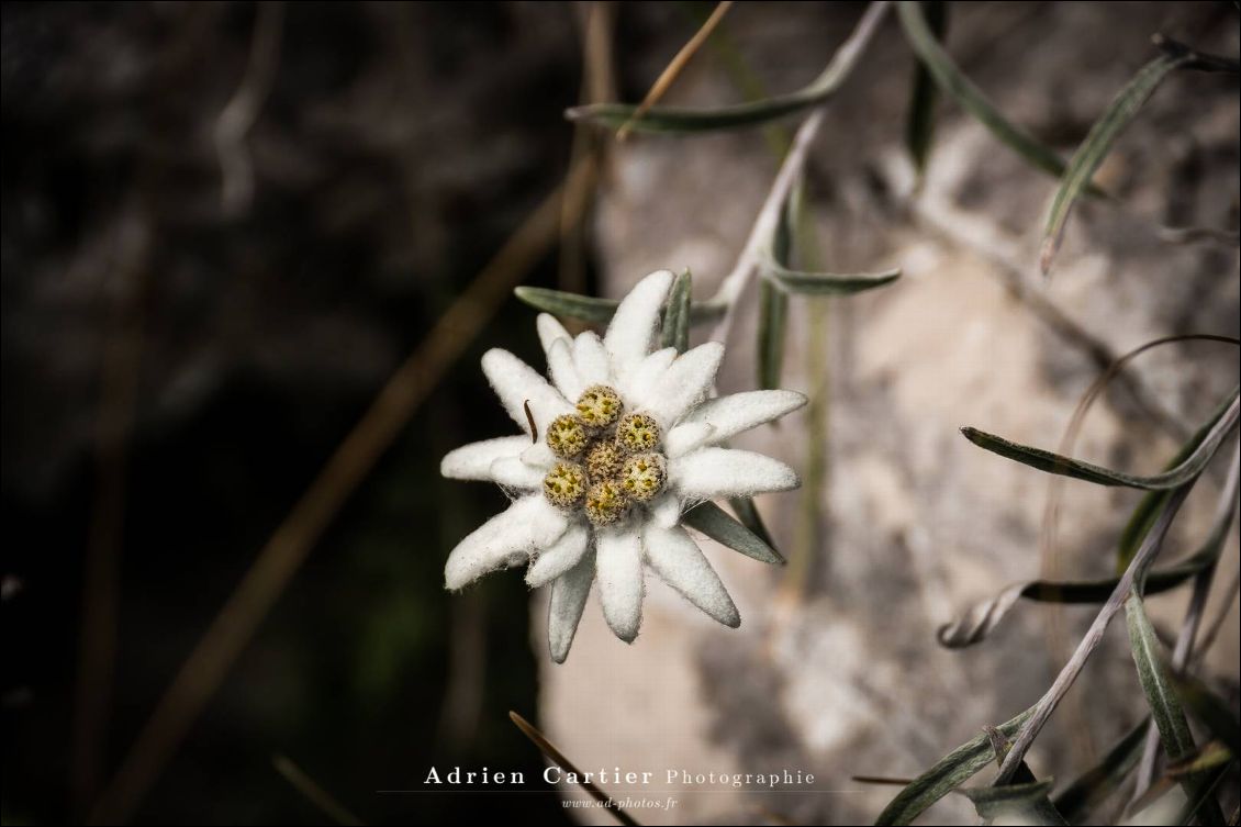 Edelweiss