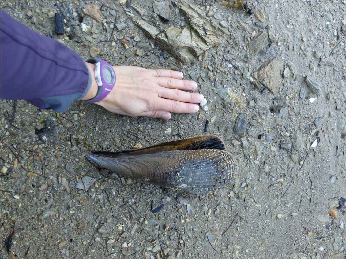 faut pas rigoler avec les moules ici, c'est pas nous qui les mangeons, c'est elles qui nous mangent!!!