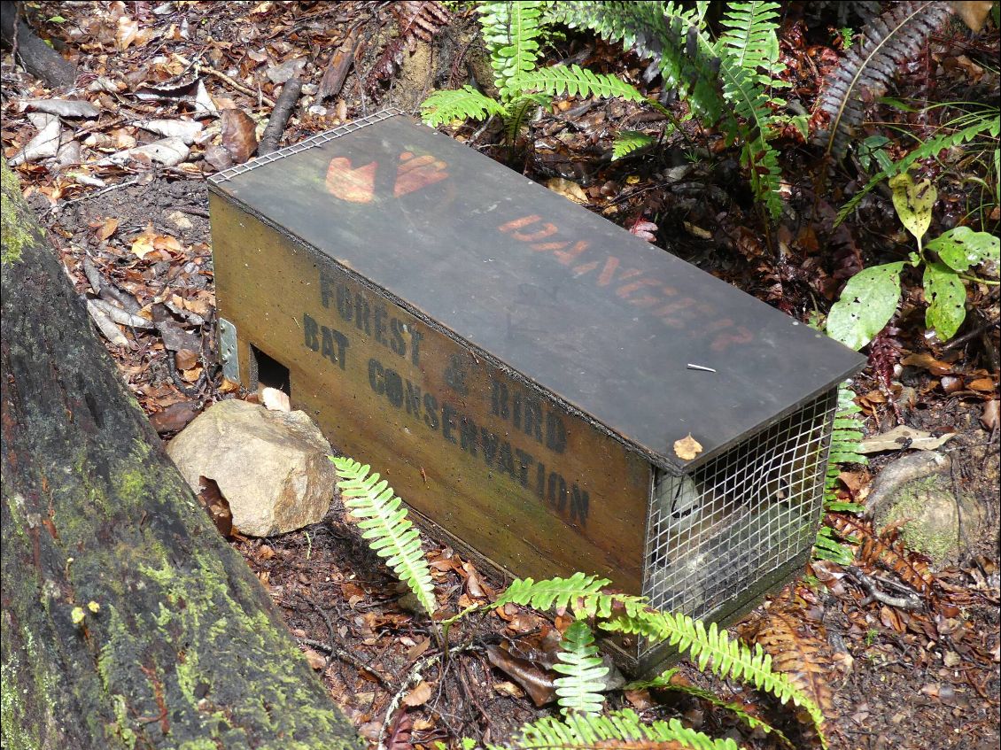 le lieu est habité par une colonie de chauve-souris en déclin, et le DOC s'attaque donc à leurs prédateurs, à savoir notamment les rats. Il y a des pièges par dizaines voire centaines dans la forêt