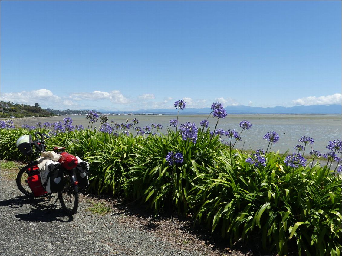 avis à Clara: il n'y a pas que Madère qui soit l'île aux fleurs, la Nouvelle Zélande se débrouille pas mal aussi, et en matière d'agapanthes, ils ne craignent personne!