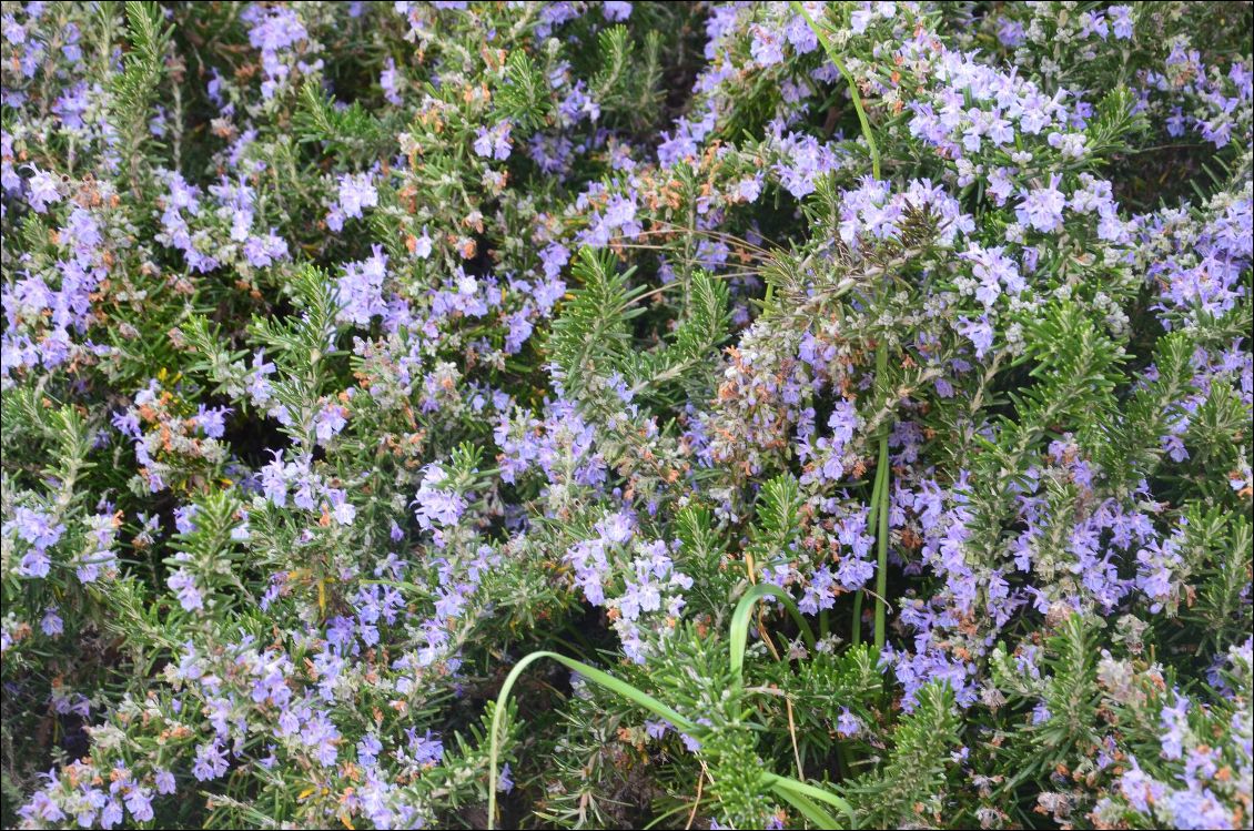 Romarin fleuri à Charme-sur-Rhône