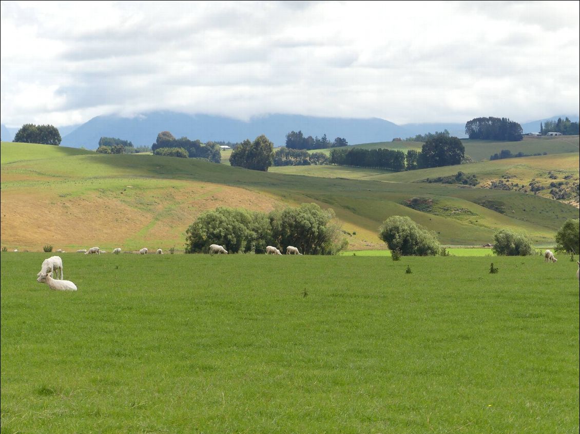 paysage moutonnant et verdoyant