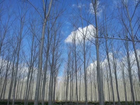 Bois de peupliers