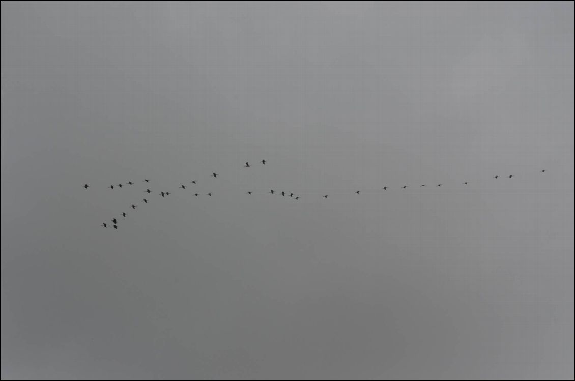 Vol de Flamands roses en Camargue