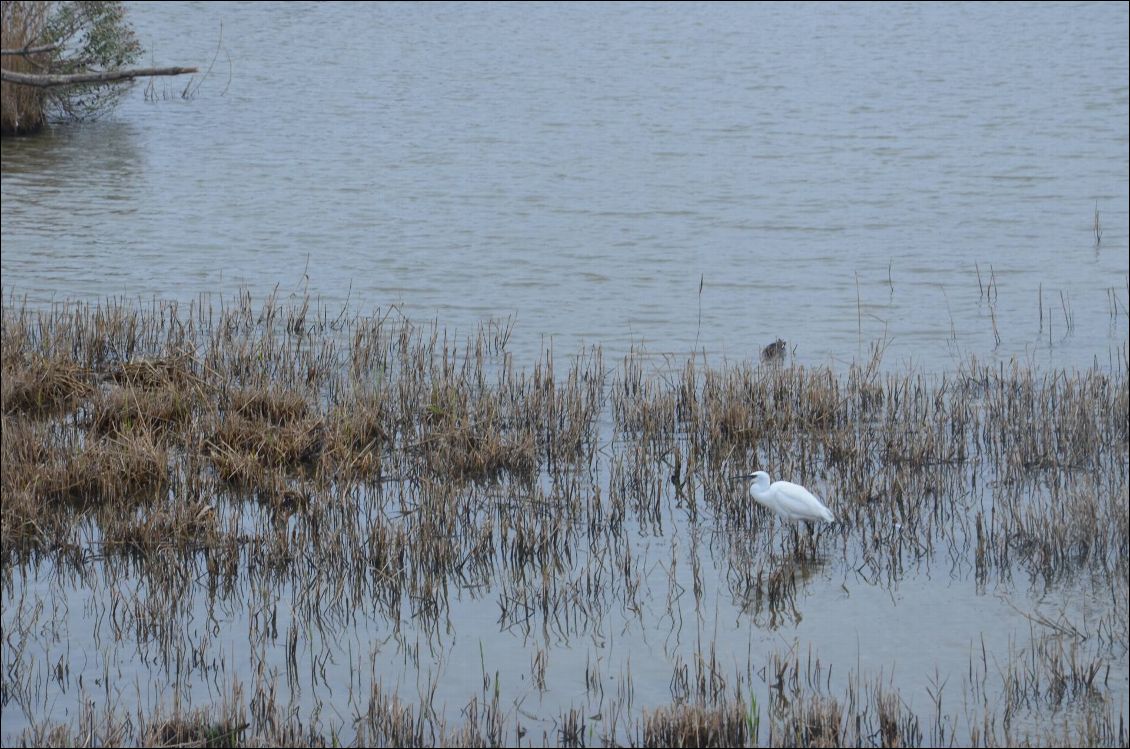 Une aigrette