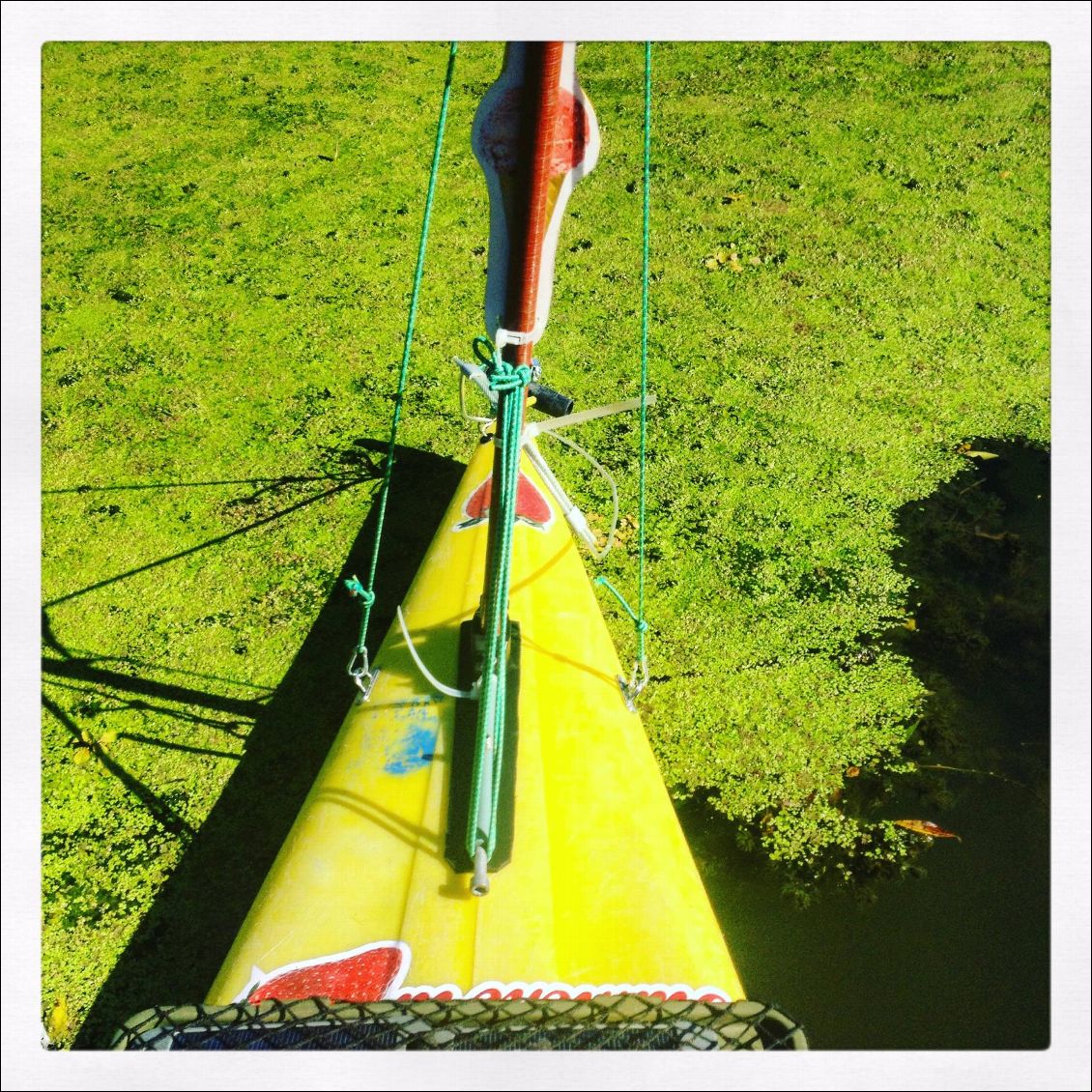 Tapis de lentilles d'eau.