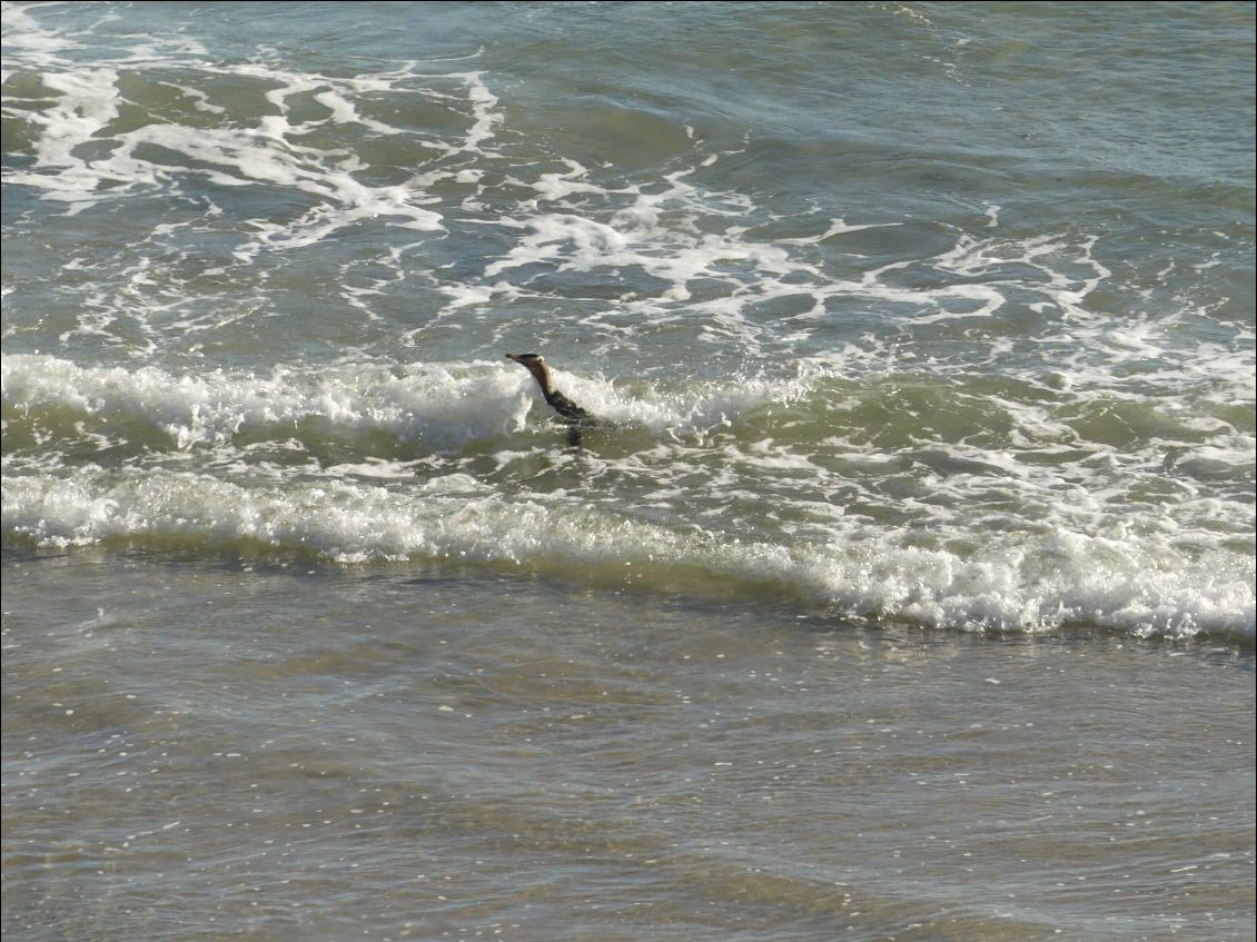 séquence atterrissage pinguinesque