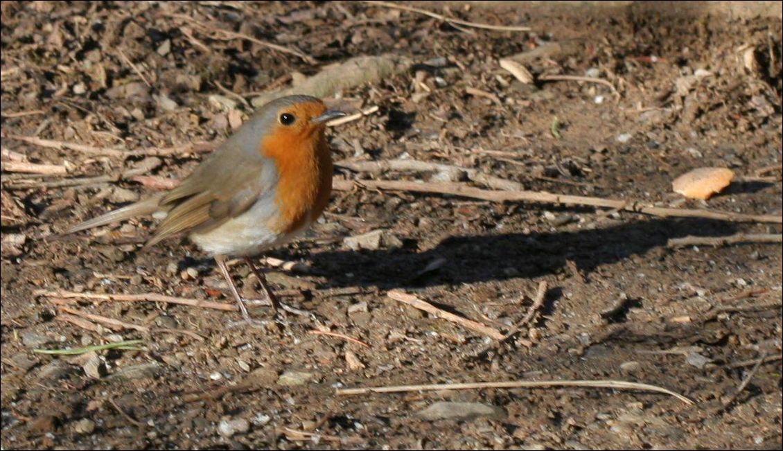 Un rougegorge familier approche jusqu'à mes pieds et reste très attentif à mes gestes.