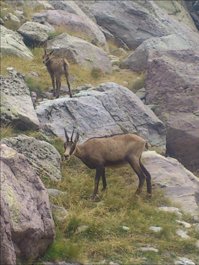 La petite famille chamois était de sortie