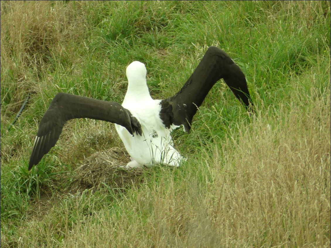 maman ou papa albatros nous montre qui c'est le boss