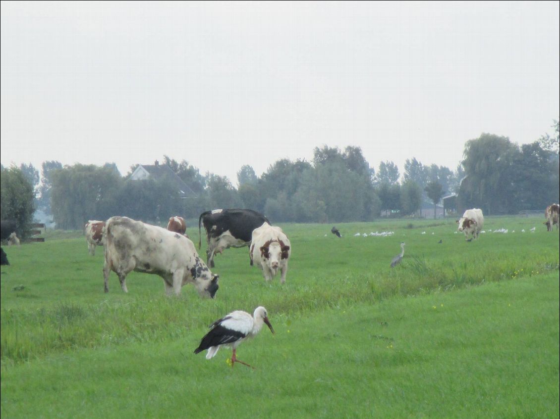 Vaches et cigognes...