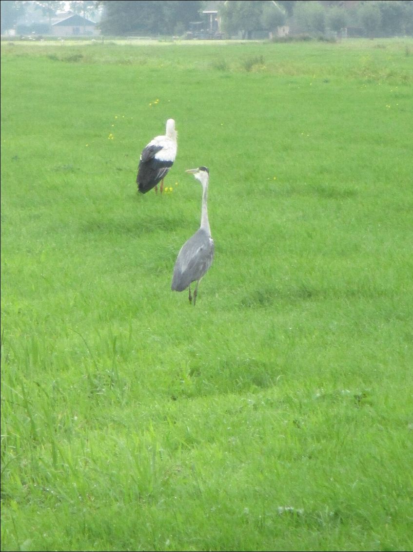 Cigogne et héron...