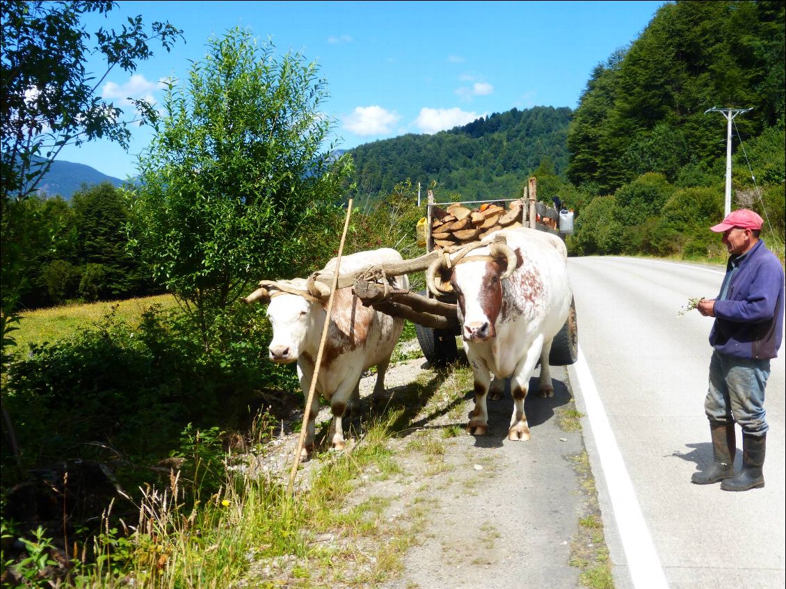 Ce sont des taureaux !