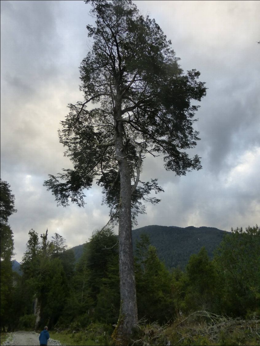 Impressionnante la taille des arbres !
