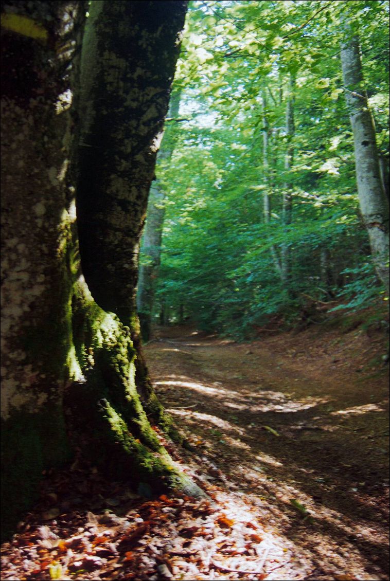 Forêt-type des monts de la Madeleine ! (Chez moi :-))