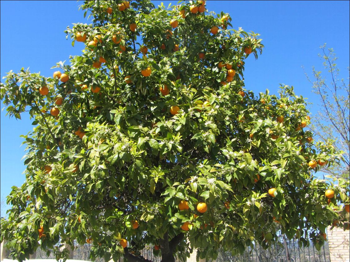 On traverse de nombreuses plantations d'orangers à partir de Villanueva del rio