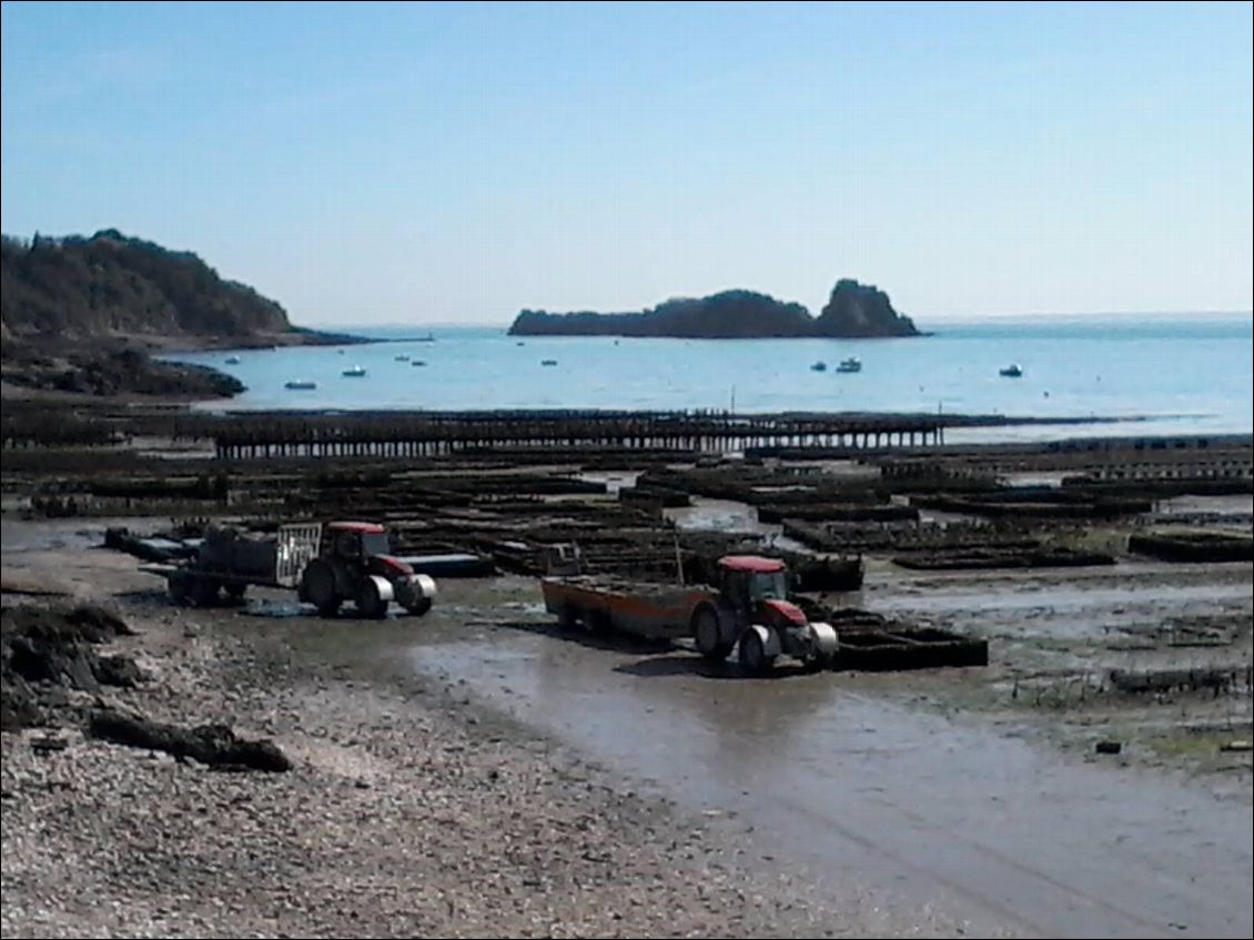 La marée est basse et le ballet des tracteurs commence au port de Cancale