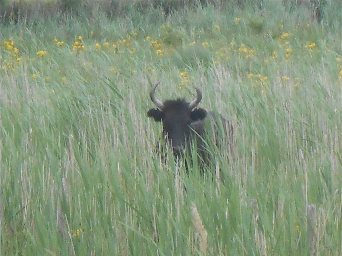 Un taureau immobile dans les rafales de vents en Camargue.