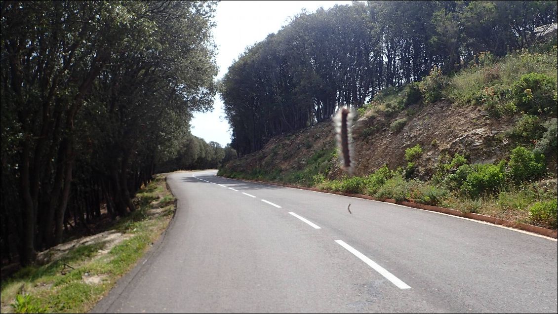 Des chenilles qui pendent au bout de leur fil fixé aux arbres