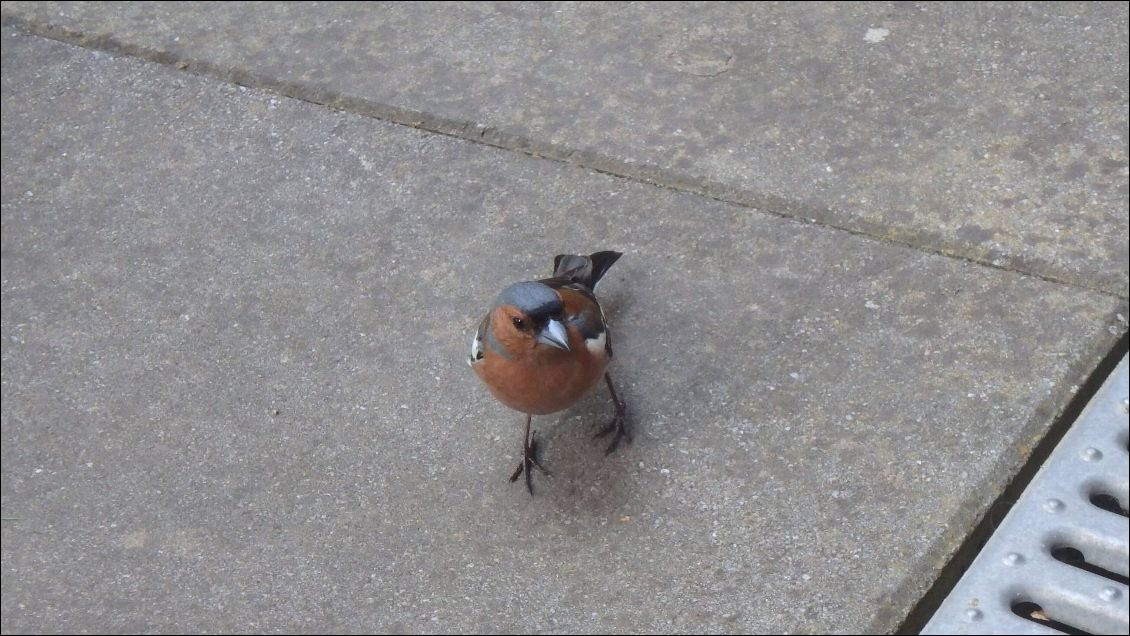 un nouveau compagnon