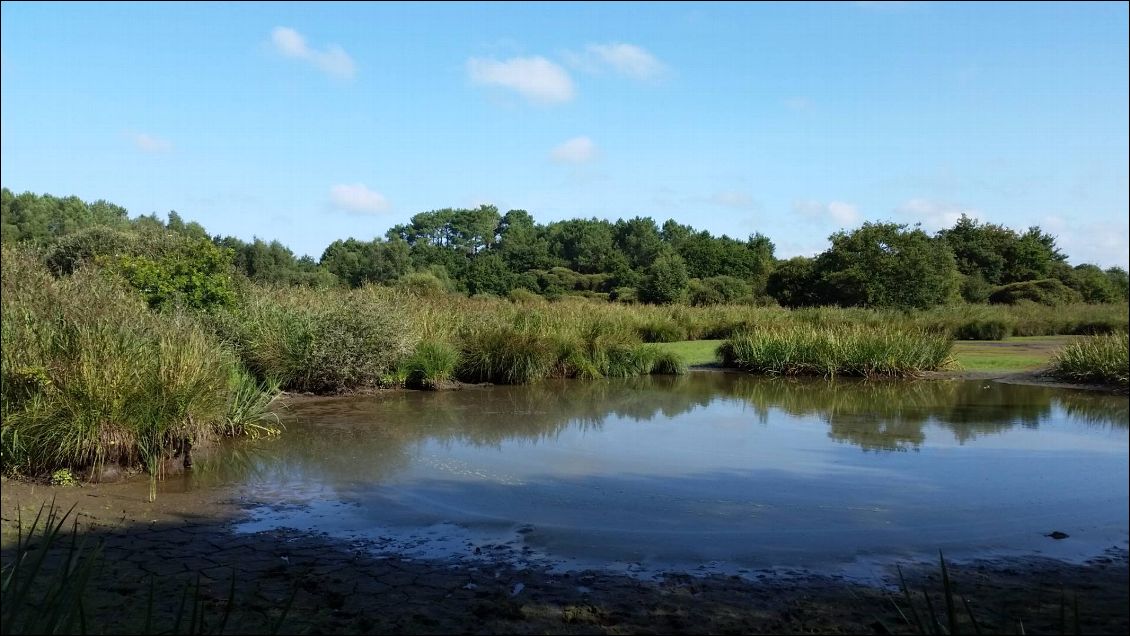 Je passe au marais d'eau douce