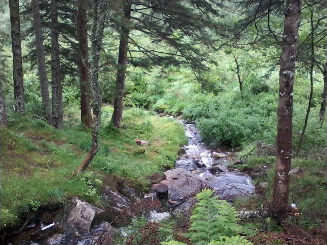 In the forest