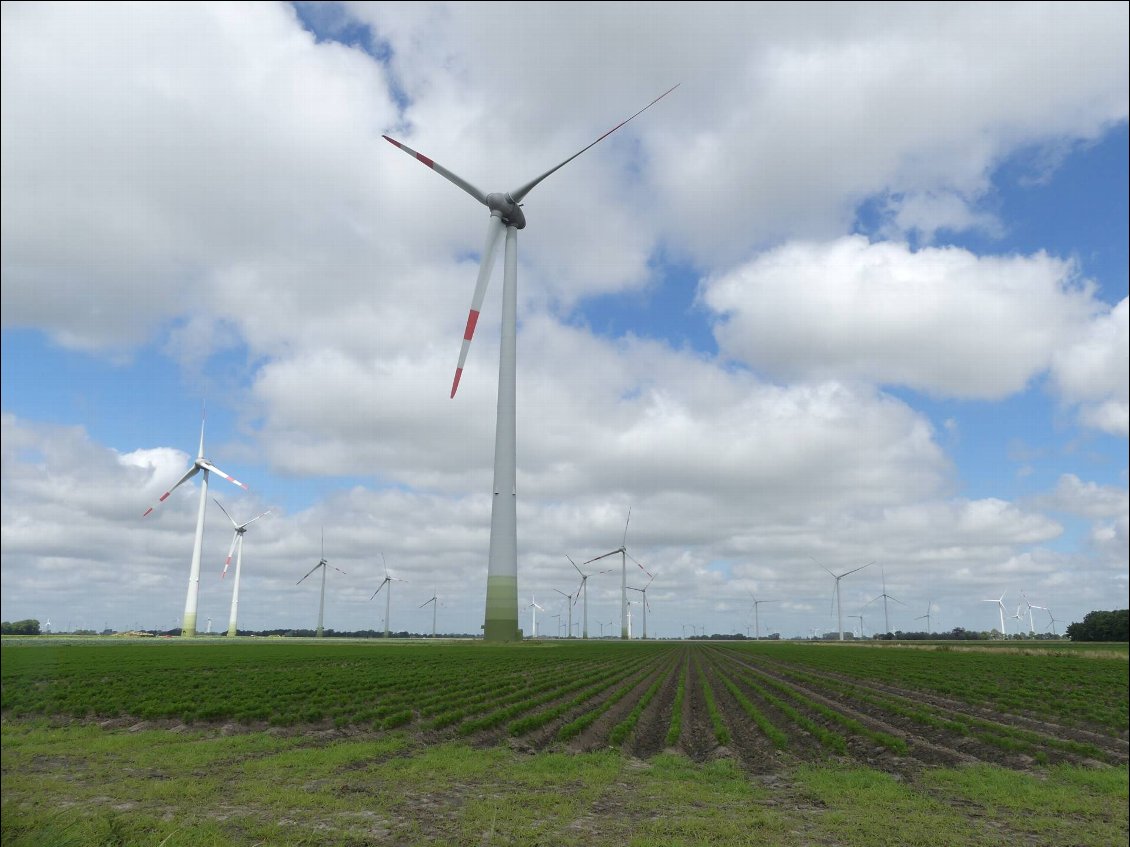 les éoliennes poussent comme des carottes, ici!