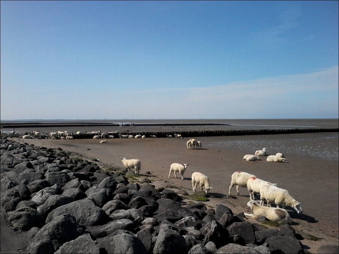 Il fait très chaud en pleine journée. Les moutons cherchent la fraîcheur de la vase. Ca va donner des pulls tout gris cette affaire.