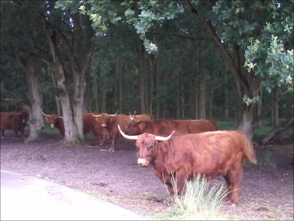 Les bovins sont en semi liberté dans les dunes. J'ai campé au milieu de ceux là. On s'est bien entendu.