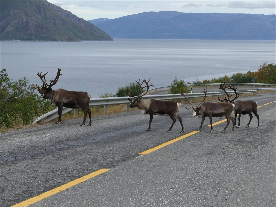 ça va les gars, vous n'avez pas l'impression d'être au milieu de la route? Les sabots bien au sec?