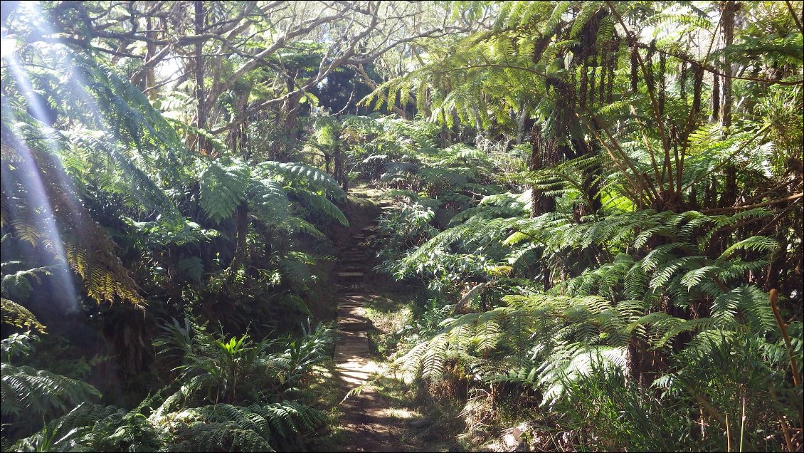 forêt de Bellouve