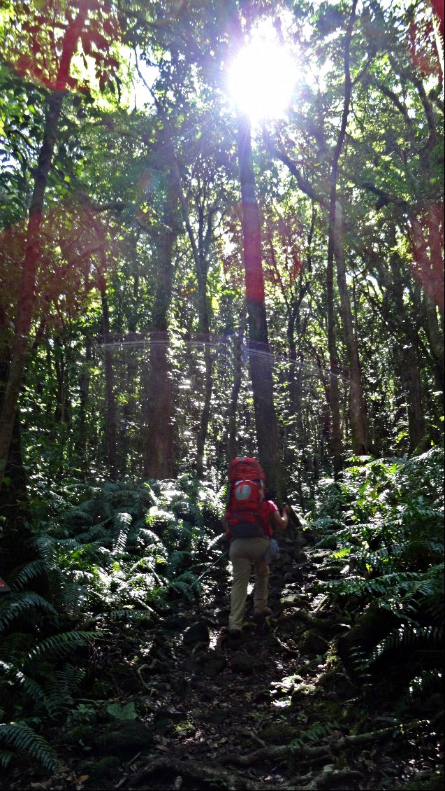 Forêt botanique